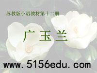 《广玉兰》ppt课件(17页)